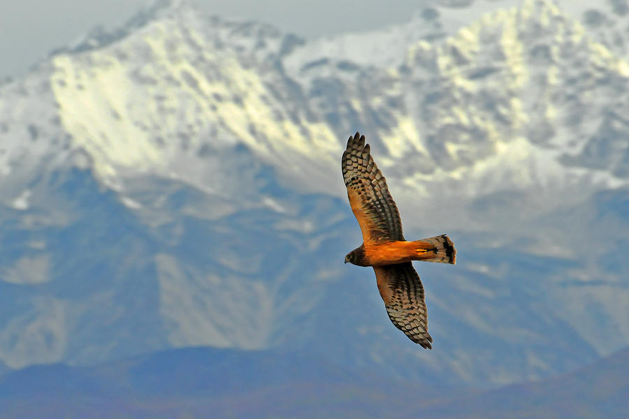 Northern Harrier Photograph by Alan Lenk