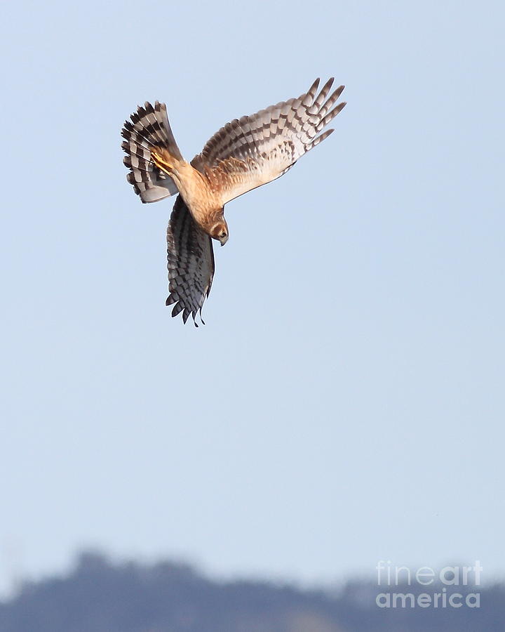 Northern Harrier Marsh Hawk Hunting . 7D11096 Photograph by Wingsdomain Art and Photography