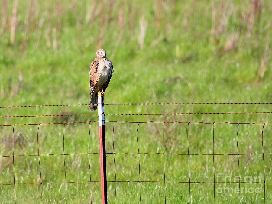 Northern Harrier Marsh Hawk Perched on a Fence . 40D12029 Photograph by Wingsdomain Art and Photography