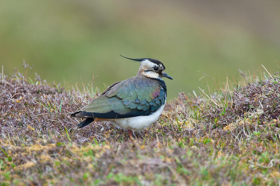 Northern Lapwing, Vanellus Vanellus, On Moorland Photograph by Mike Powles