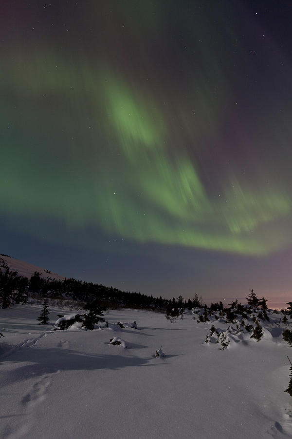 Anchorage Photograph - Northern Lights over a Meadow by Tim Grams