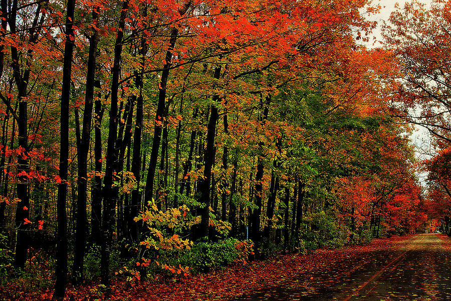 Tree Photograph - Northern Michigan Autumn 5 by Scott Hovind