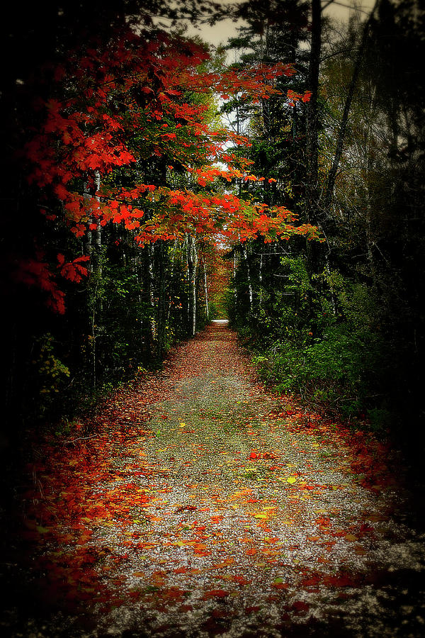 Northern Michigan Autumn 6 Photograph by Scott Hovind