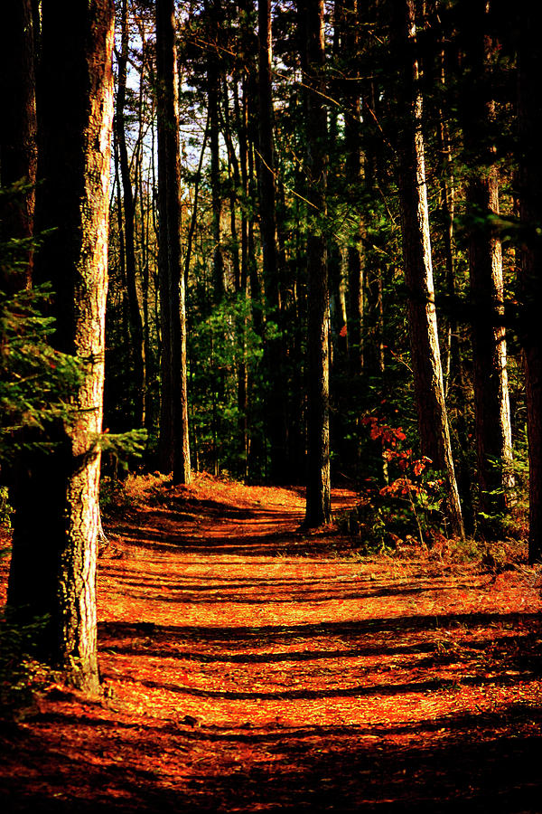 Northern Michigan Forest 2 Photograph by Scott Hovind