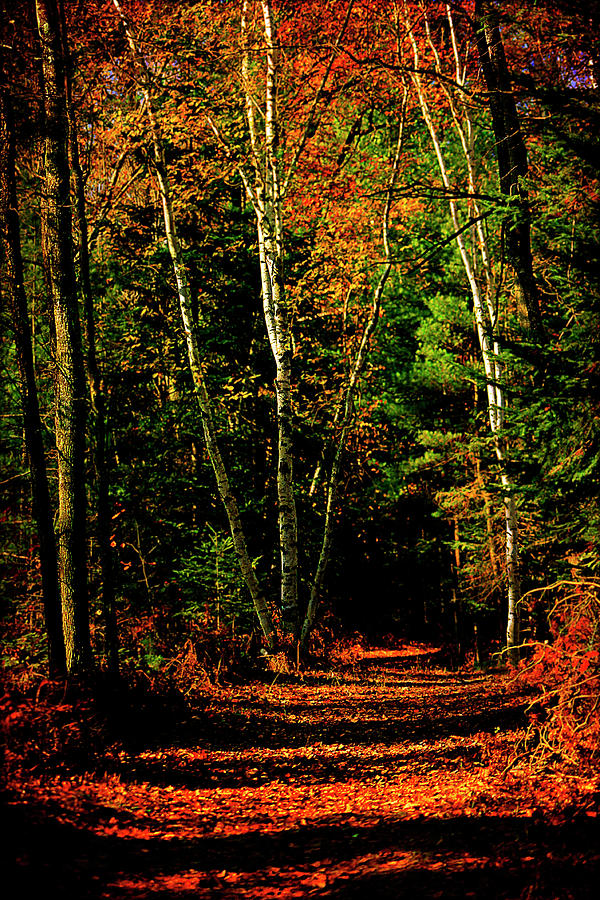 Nature Photograph - Northern Michigan Forest 4 by Scott Hovind