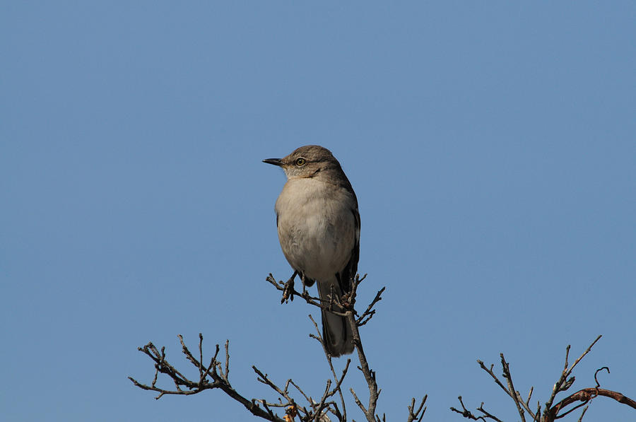 Northern Mocking Bird Photograph by Mike Martin - Fine Art America