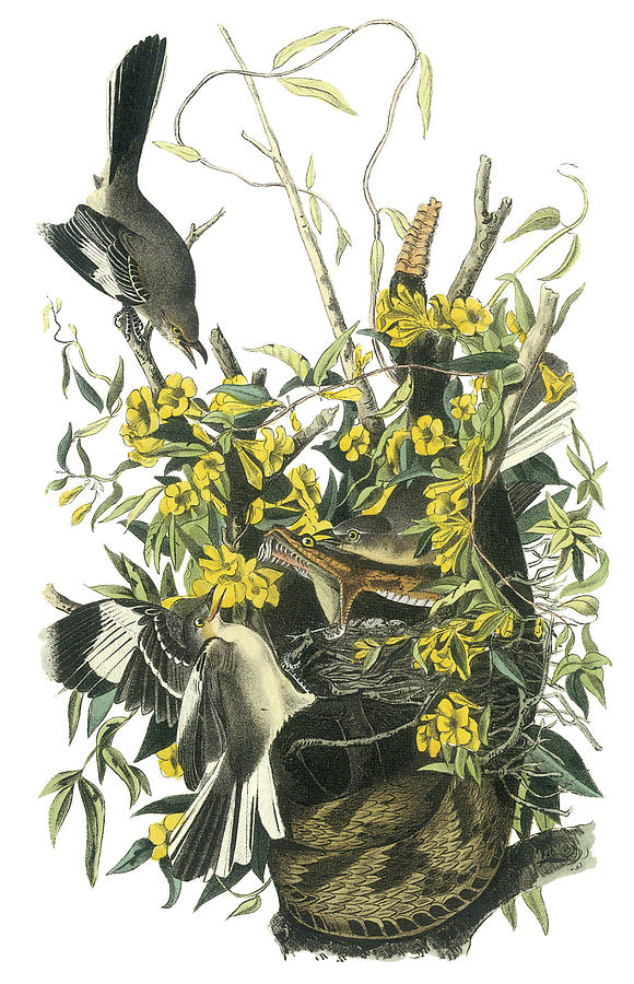 John James Audubon Painting - Northern Mockingbird by John James Audubon