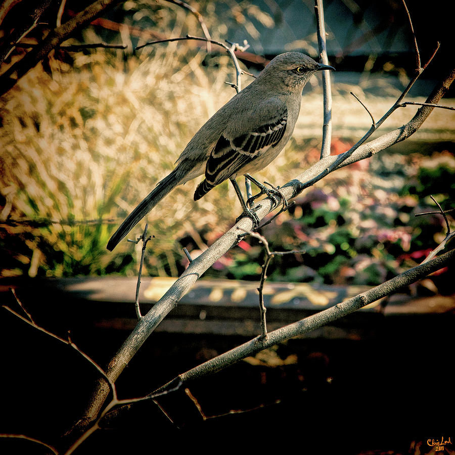 Northern Mockingbird On The Highline Photograph by Chris Lord