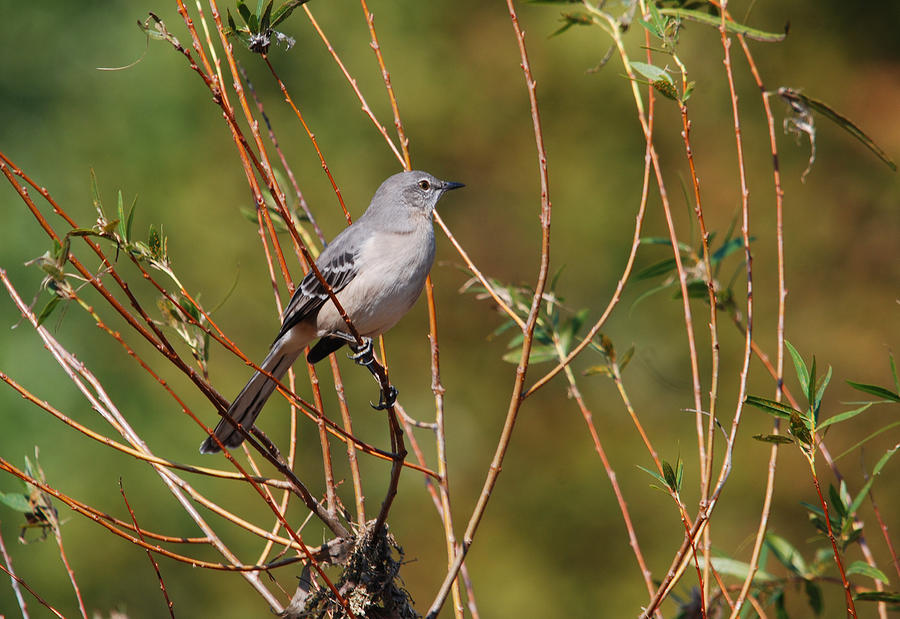 Northern Mockingbird Photograph by Perry Van Munster