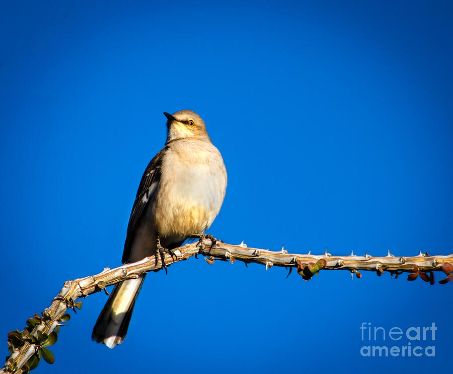 Northern Mockingbird Photograph by Robert Bales