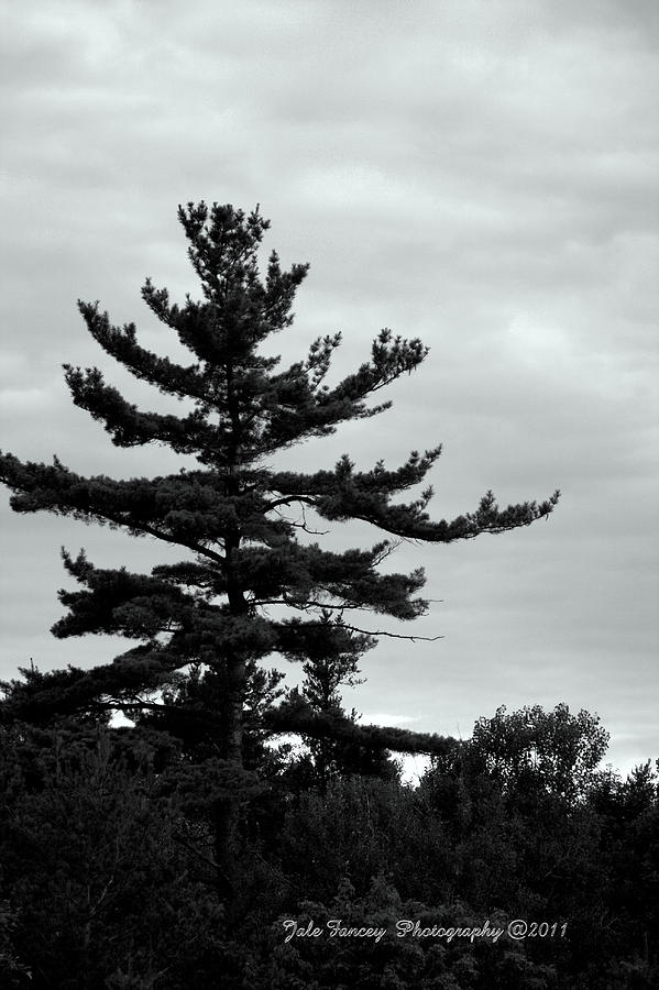 Northern Pine   Photograph by Jale Fancey