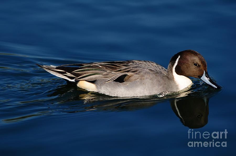 Northern Pintail Duck  Photograph by Elaine Manley