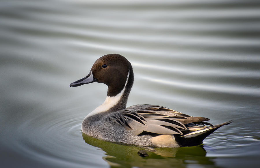Northern Pintail Duck  Photograph by Saija Lehtonen