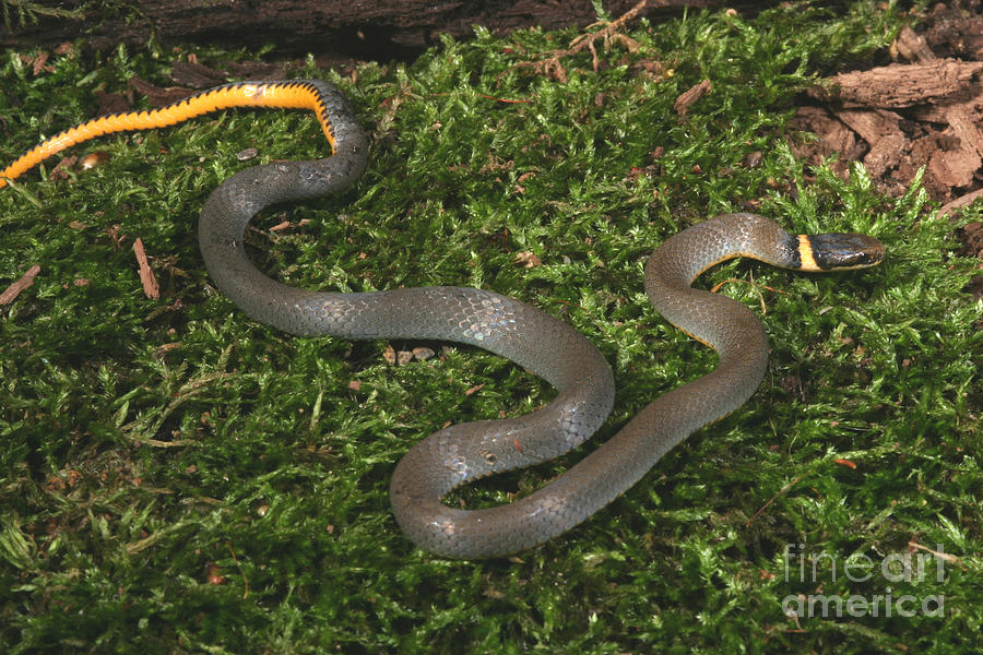 Animal Photograph - Northern Ringneck Snake by Ted Kinsman