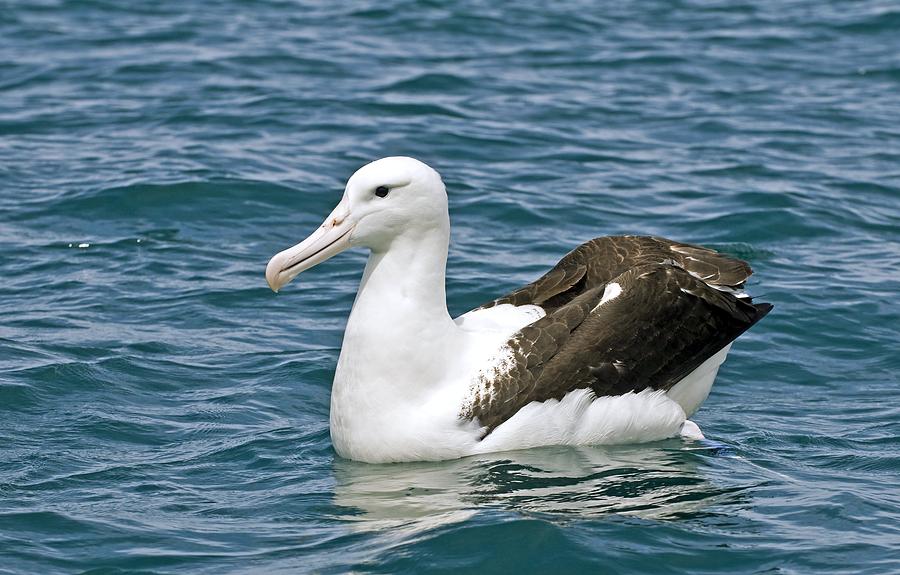 Northern Royal Albatross Photograph by Tony Camacho