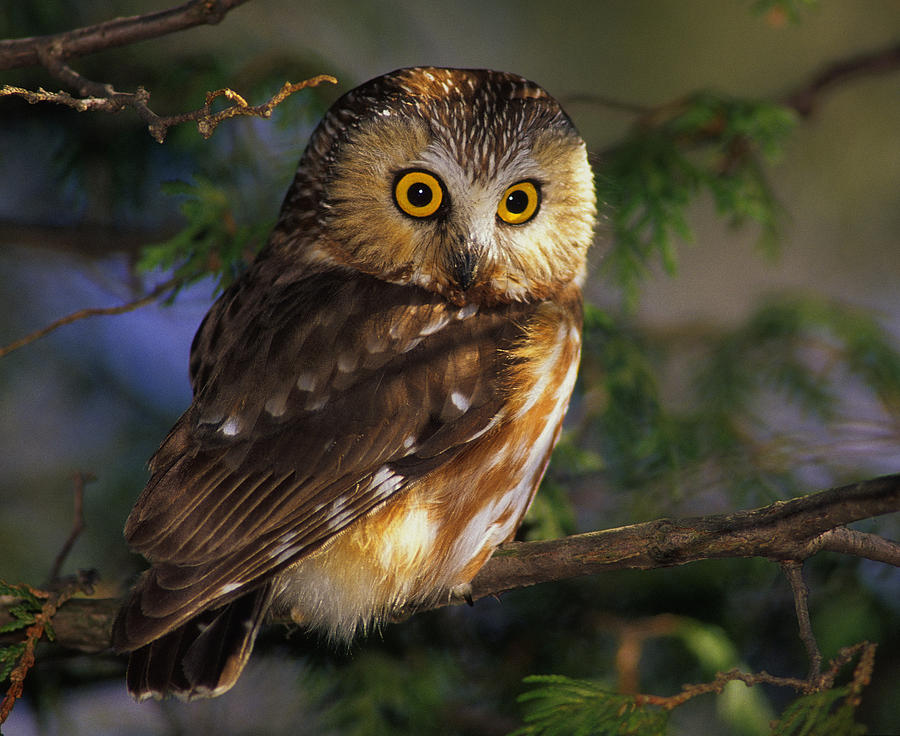 Owl Photograph - Northern Saw-whet Owl by Tony Beck