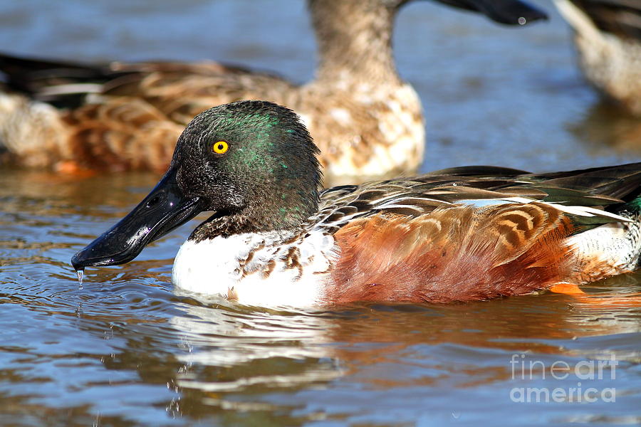 Northern Shoveler Duck . 7D8664 Photograph by Wingsdomain Art and Photography