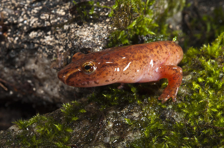 Amphibians Photograph - Northern Spring Salamander Gyrinophilus by Pete Oxford