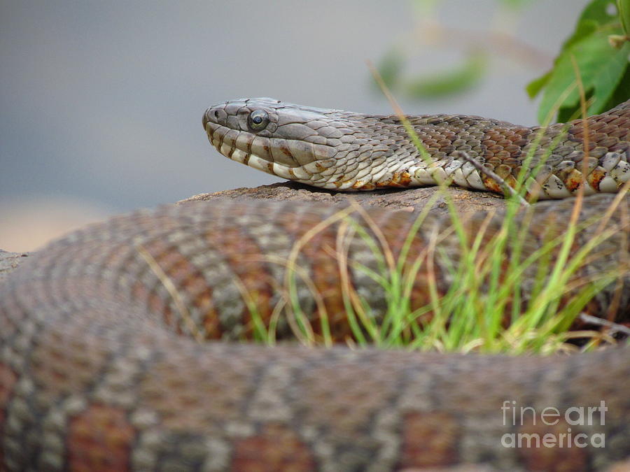 Northern Water Snake 2 Photograph by Donica Abbinett - Fine Art America