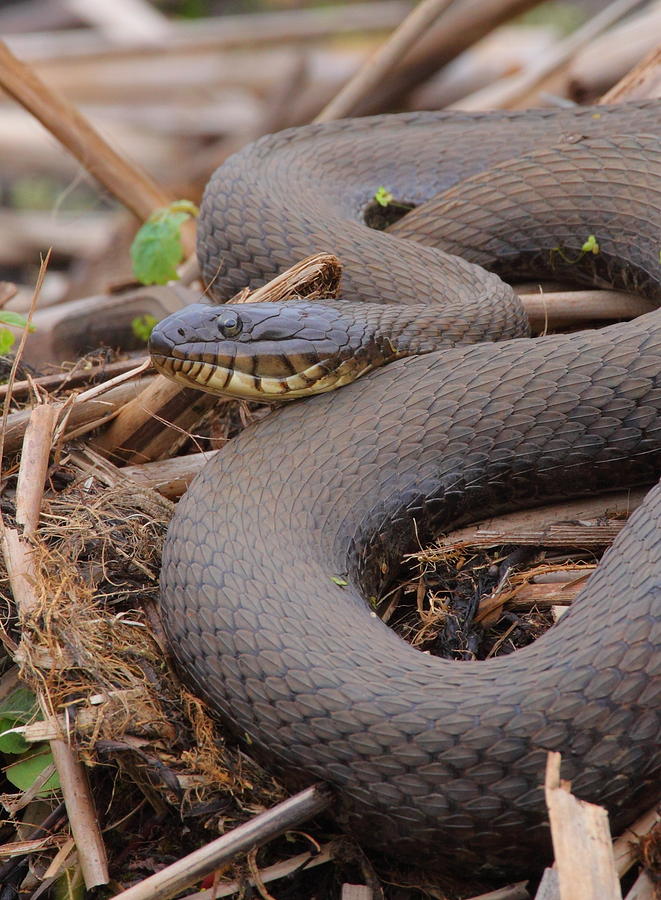 Northern Water Snake  Photograph by Bruce J Robinson