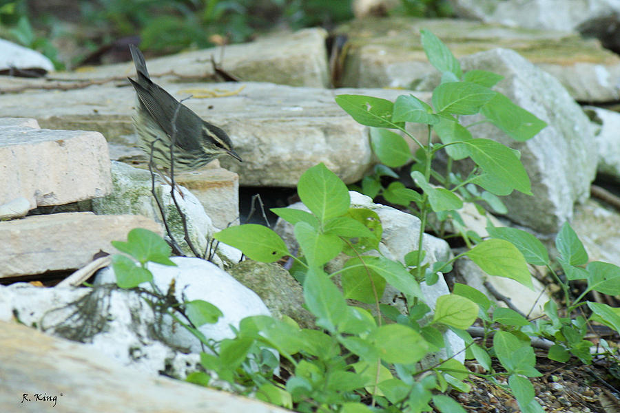 Nature Photograph - Northern Waterthrush By The Stream by Roena King