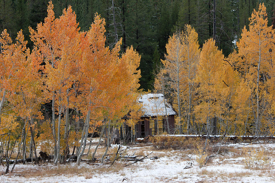 Cabin Photograph - Northstar Aspens by Tony and Kristi Middleton