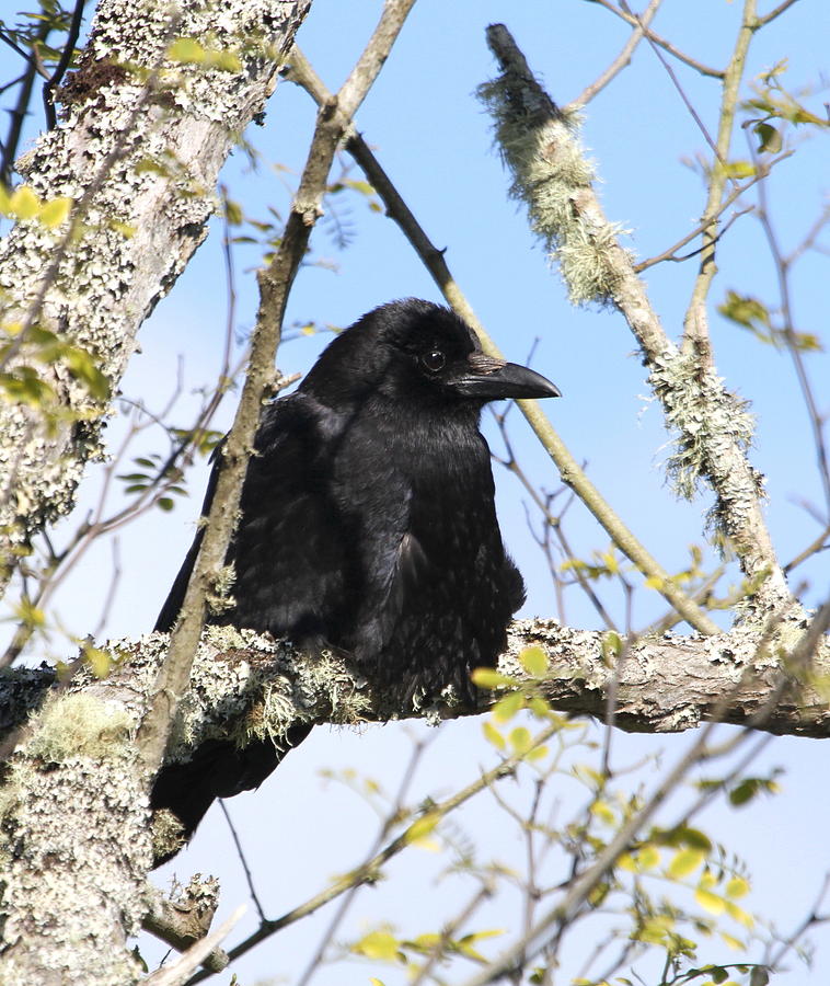 Northwestern Crow Photograph by Angie Vogel