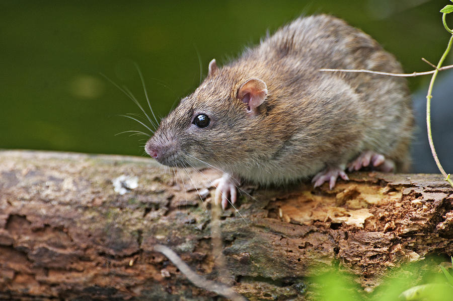 Norway Rat On Log Photograph by Johann Schumacher