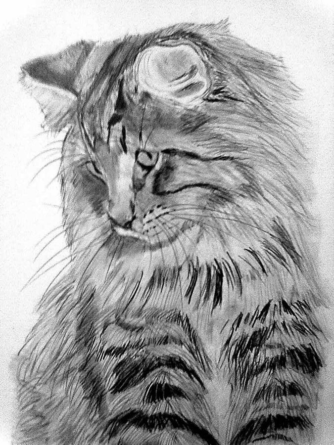 Download Norwegian Forest Cat Drawing by Diane Leuzzi
