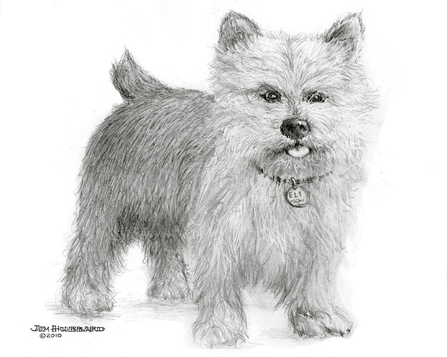 Norwich Terrier Drawing by Jim Hubbard - Fine Art America