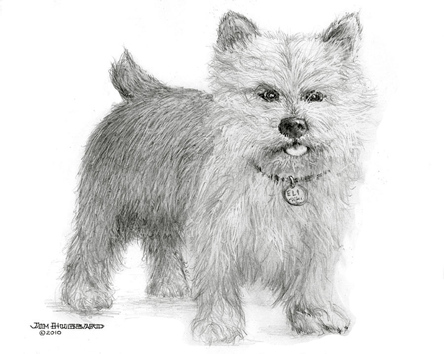 are norwich terriers aggressive