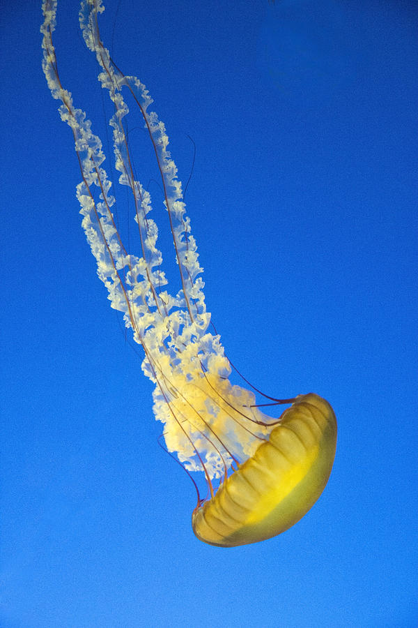 Nose Dive Jellyfish Photograph by Molly Heng