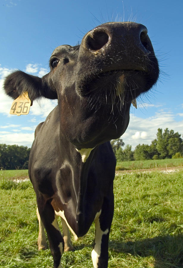 Nosey Cow Photograph by Freund Gloria - Pixels