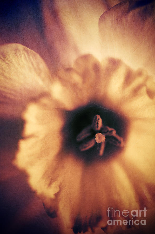 Nostalgic daffodil Photograph by Silvia Ganora