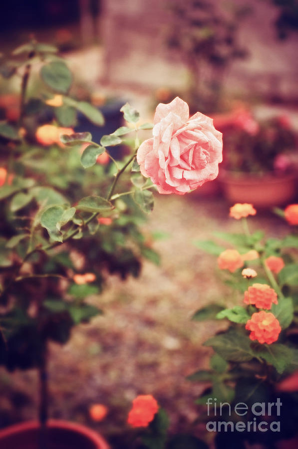 Nostalgic pink rose Photograph by Silvia Ganora