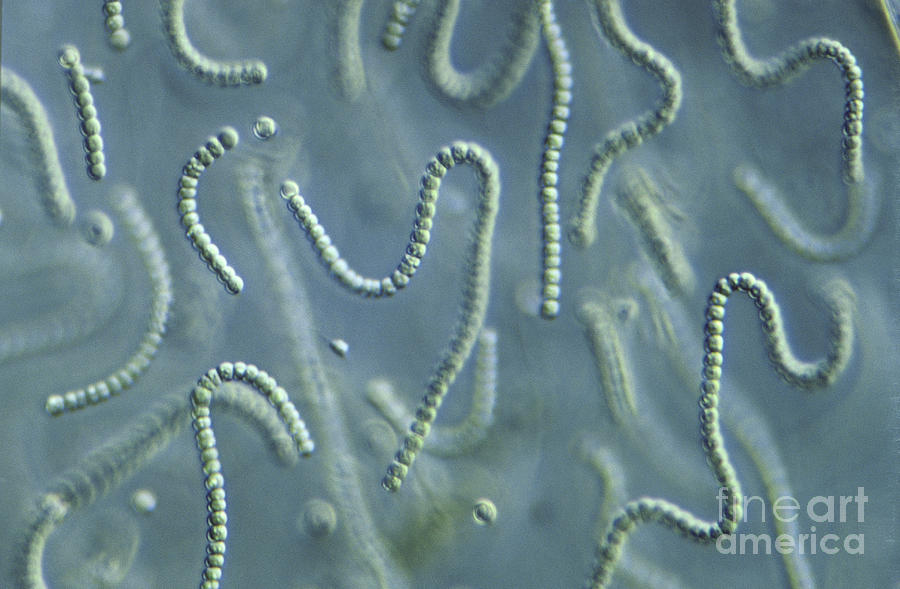 Nostoc Algae Photograph by M. I. Walker