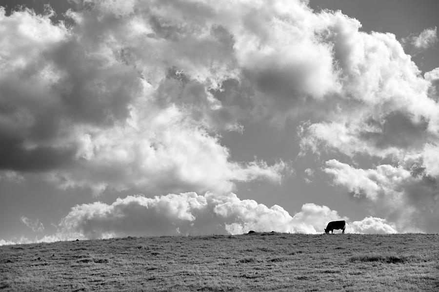 Farm Animals Photograph - Not a Cow in the Sky - Black and White by Peter Tellone