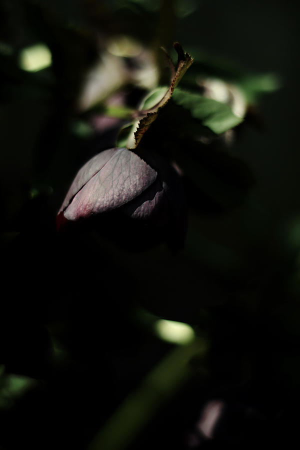 Spring Photograph - Not Afraid of the Dark by Rebecca Sherman
