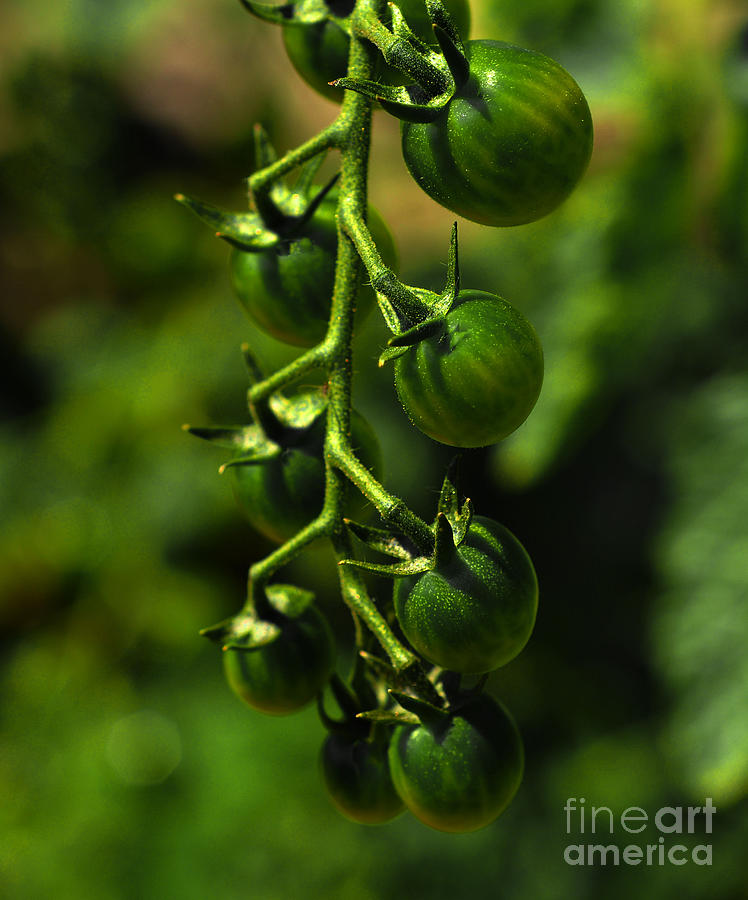  Baby Tomatoes Not Ready Yet Photograph by Elaine Manley
