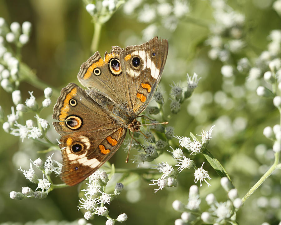 Not So Common Buckeye Butterfly Photograph by Kathy Clark