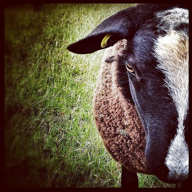 Sheep Photograph - Not Too Long Now, And Hopefully Ill by Robert Campbell