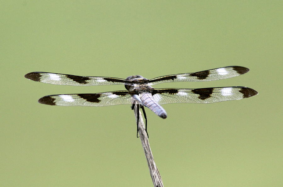 Dragonfly - Not Wilburs and Orvilles Idea Was It Photograph by Travis Truelove