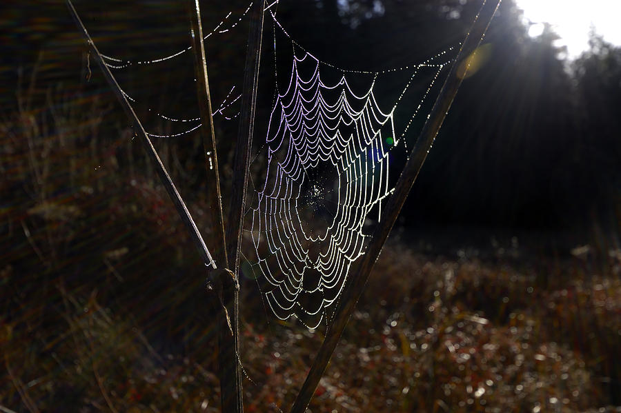 Spider Photograph - Nothing But Net by Richard Leon