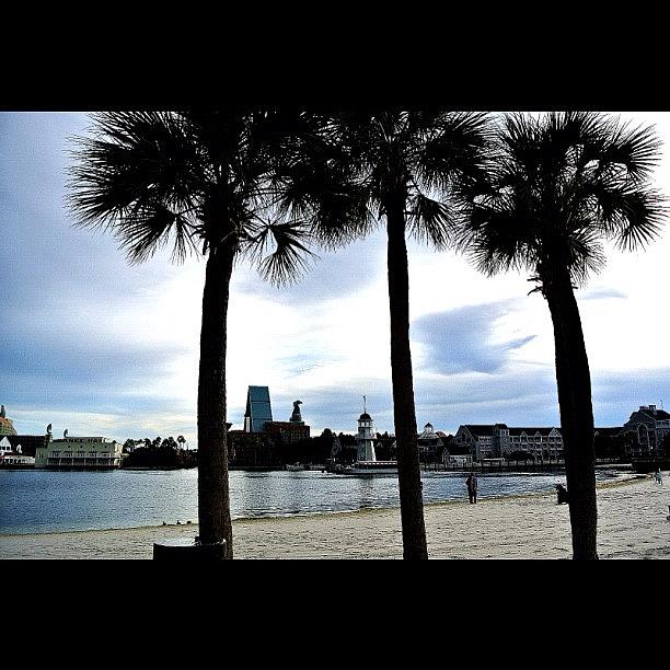 Nikon Photograph - Nothing Quite Like Florida Palm Trees by Caitlin Salvitti