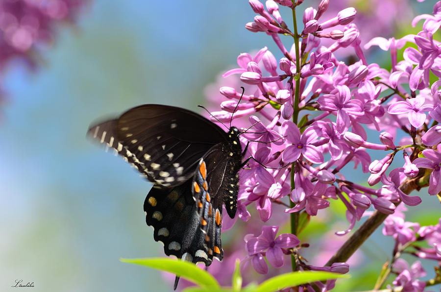 Butterfly Photograph - Nothing says Spring like Butterflies and Lilacs by Lori Tambakis