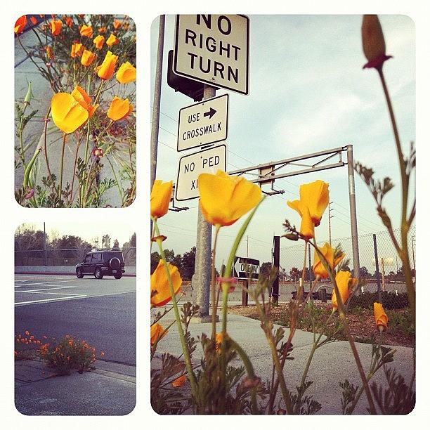 Nothing Screams Ca More Than Poppies Photograph by Alexis Vaughn