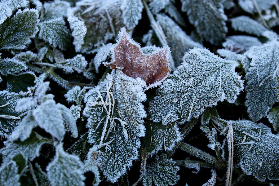 November Frost Photograph by Suzanne DeGeorge