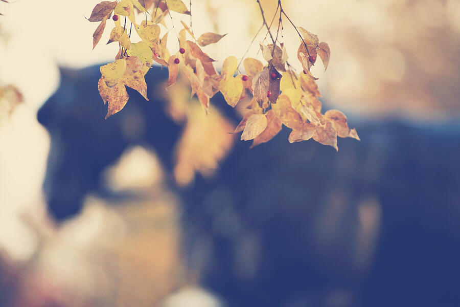 November leaves Photograph by Toni Hopper