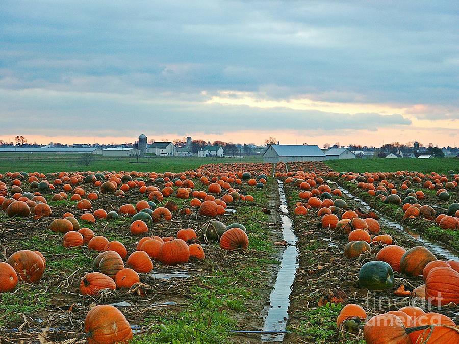 November Pumpkins Photograph by Craig Leaper