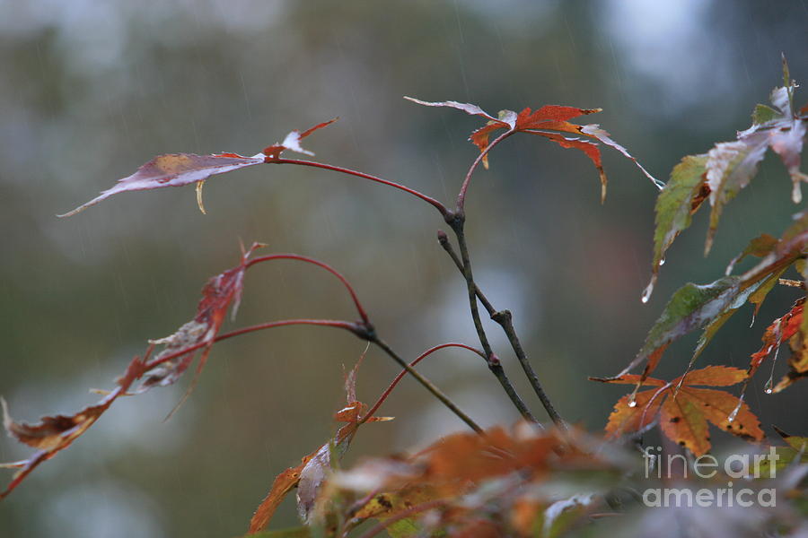 Fall Photograph - November Rain by Valia Bradshaw